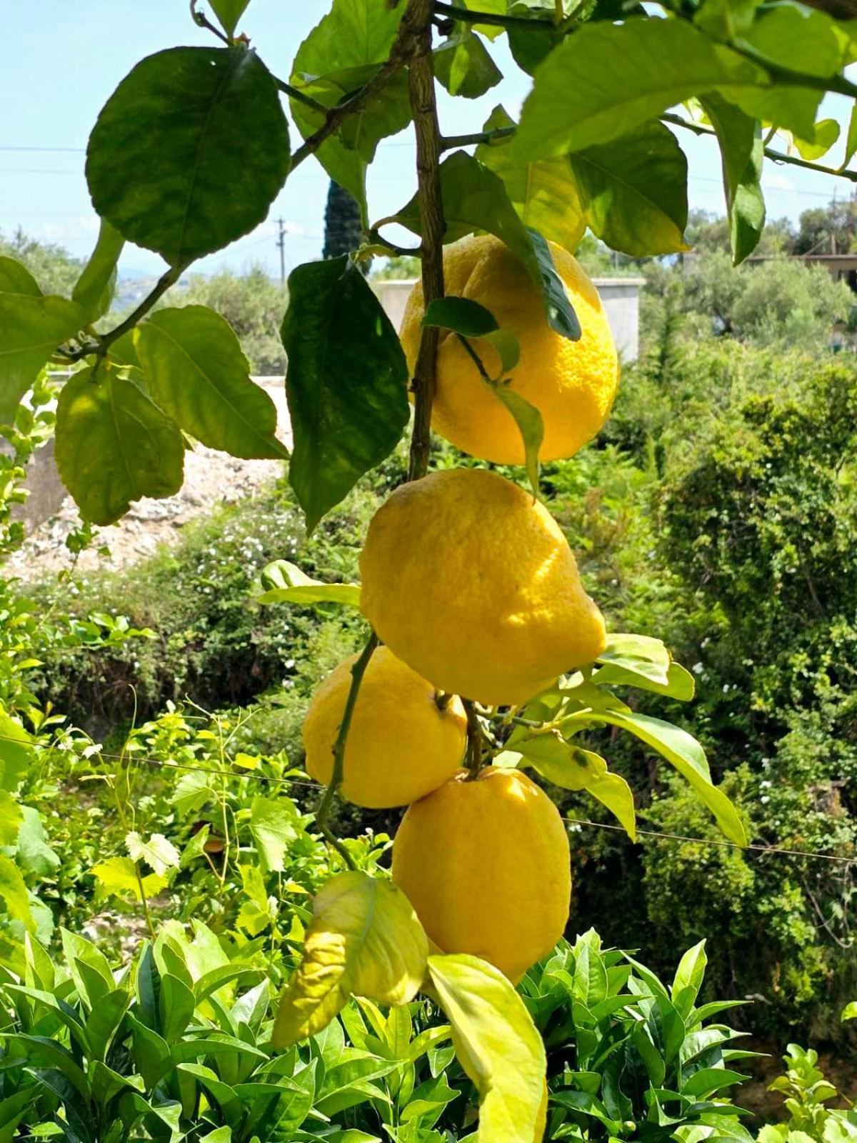 Philoxenia Guest House Himarë Dış mekan fotoğraf