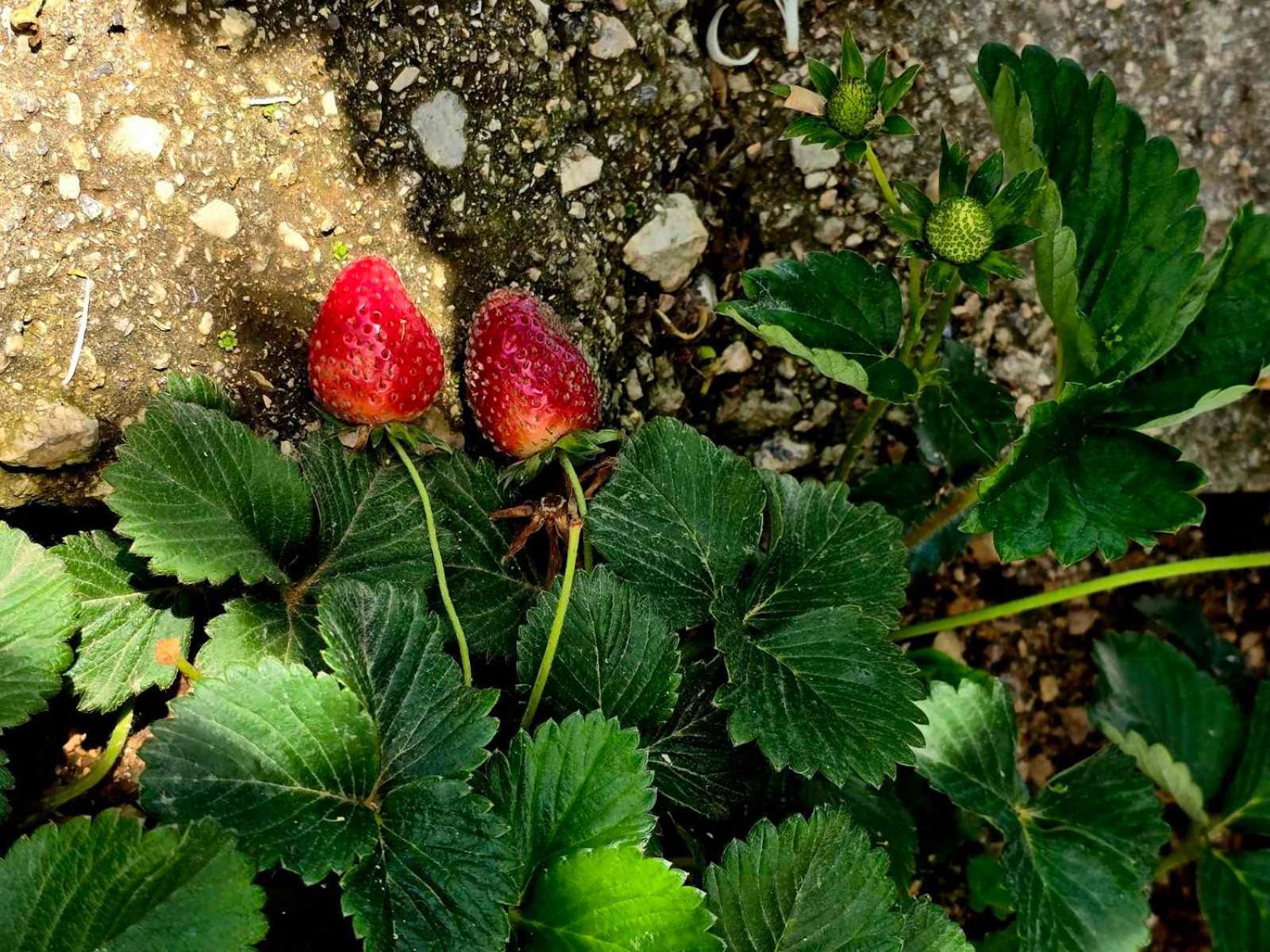 Philoxenia Guest House Himarë Dış mekan fotoğraf