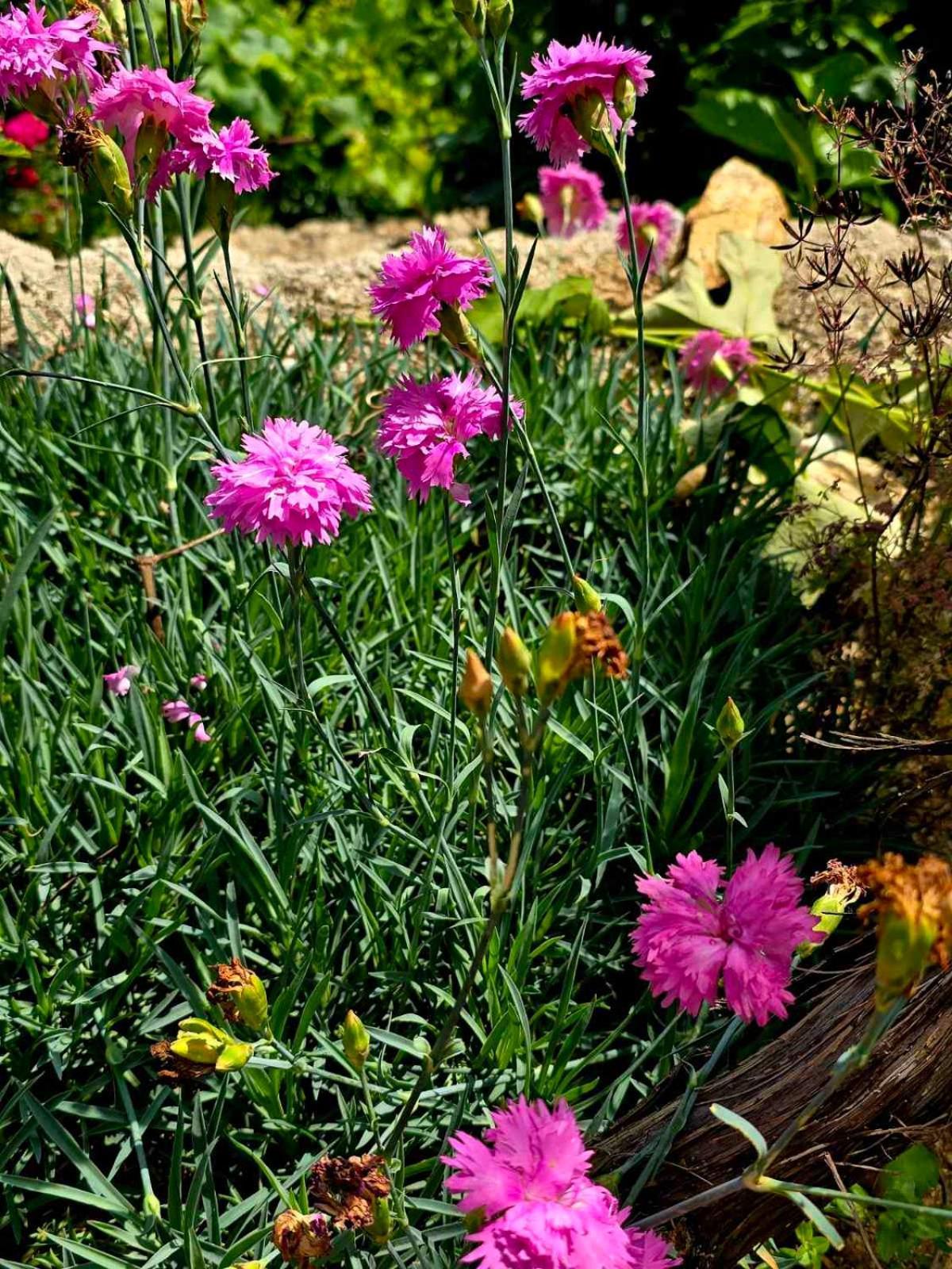 Philoxenia Guest House Himarë Dış mekan fotoğraf