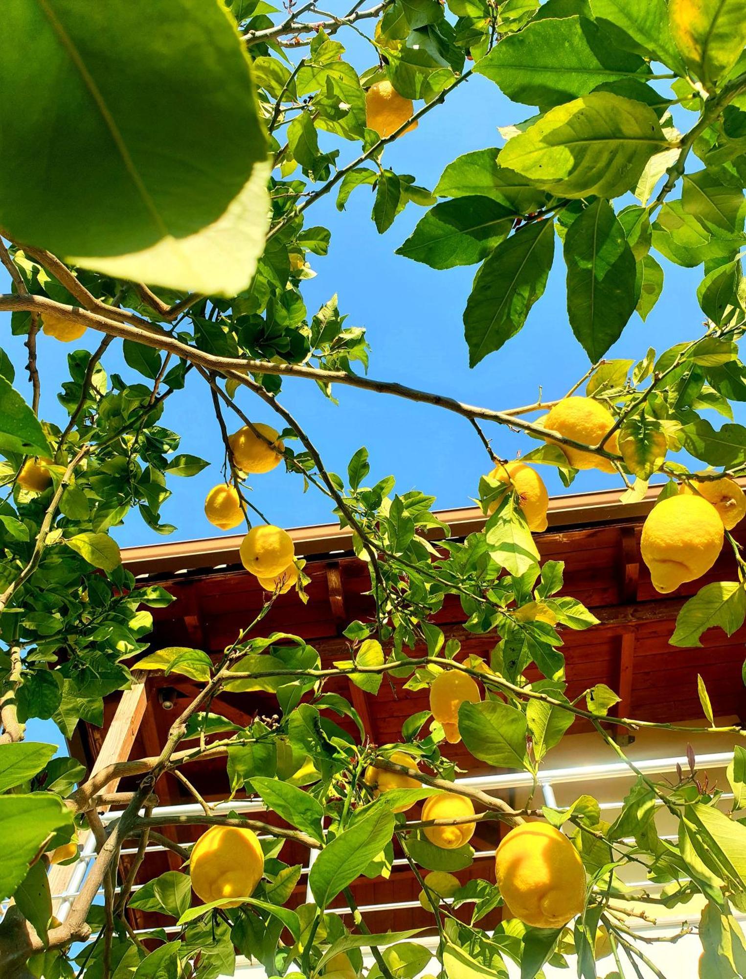 Philoxenia Guest House Himarë Dış mekan fotoğraf