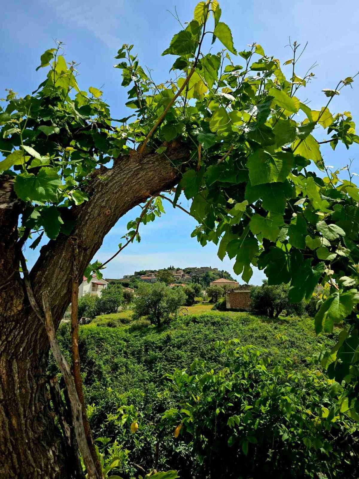 Philoxenia Guest House Himarë Dış mekan fotoğraf