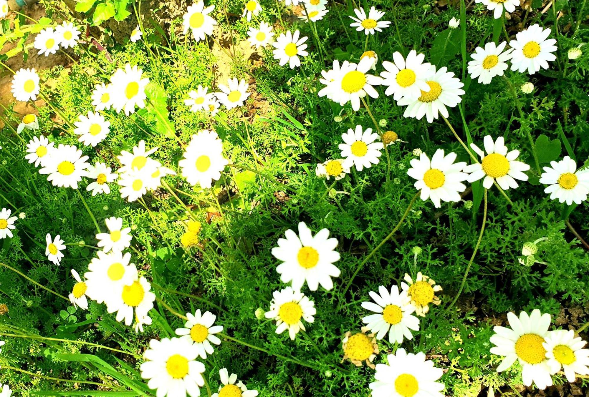 Philoxenia Guest House Himarë Dış mekan fotoğraf