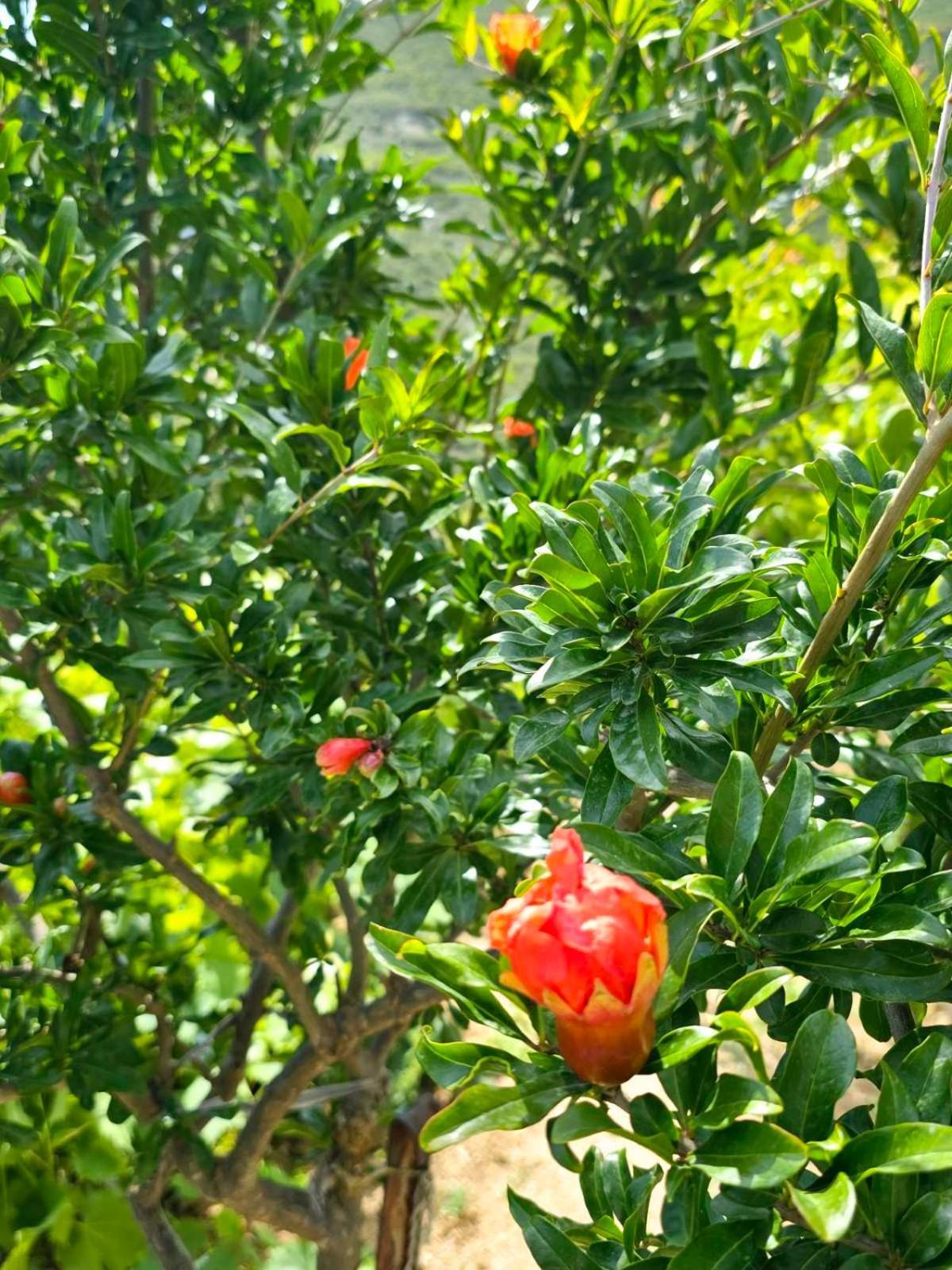 Philoxenia Guest House Himarë Dış mekan fotoğraf