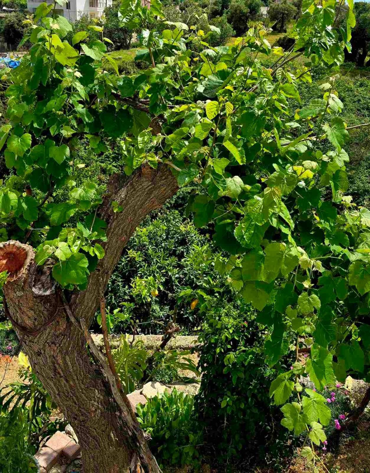 Philoxenia Guest House Himarë Dış mekan fotoğraf