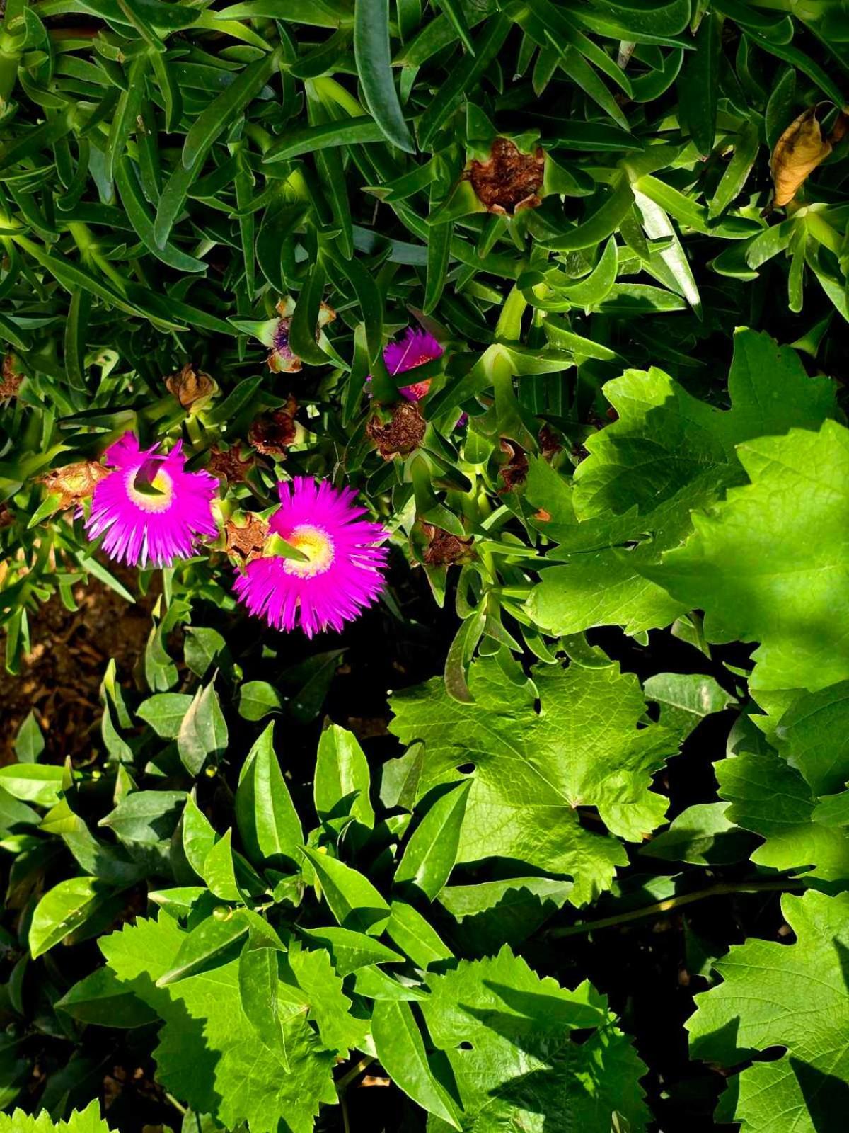 Philoxenia Guest House Himarë Dış mekan fotoğraf