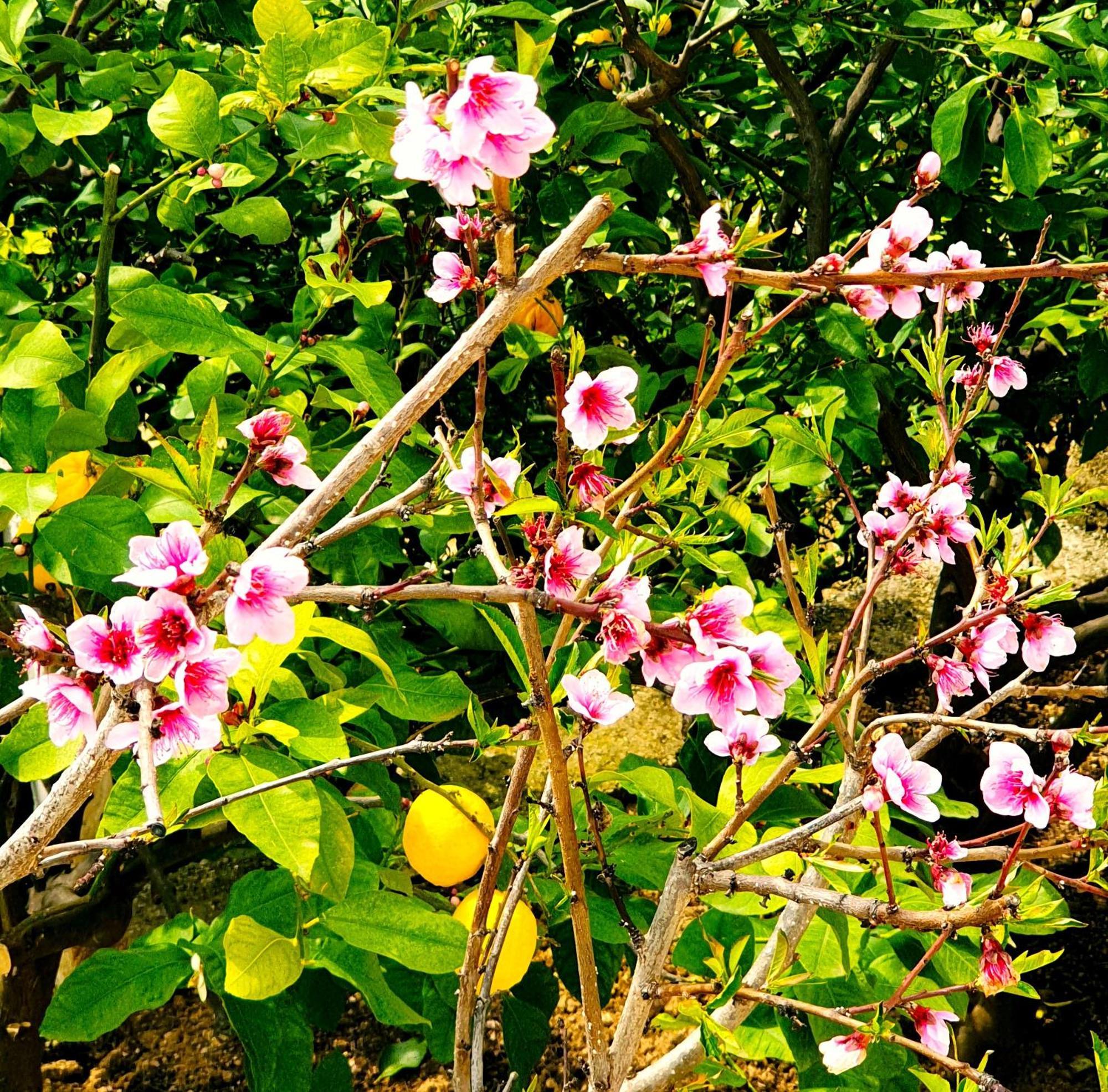 Philoxenia Guest House Himarë Dış mekan fotoğraf